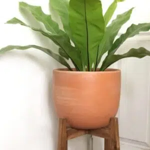 Alternative view of Juego Le Prarion (Planta helecho aleman + maceta arcilla + parante) | 90cms.