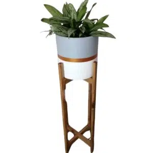 Juego Mer de Glace (Planta Aglaonema + maceta arcilla + parante) | 1.15mts.