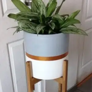 Alternative view of Juego Mer de Glace (Planta Aglaonema + maceta arcilla + parante) | 1.15mts.