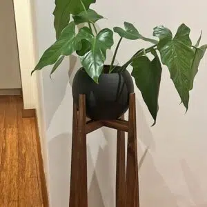 Juego Michel (Planta Filodendro + maceta arcilla + parante) | 1.40 mts