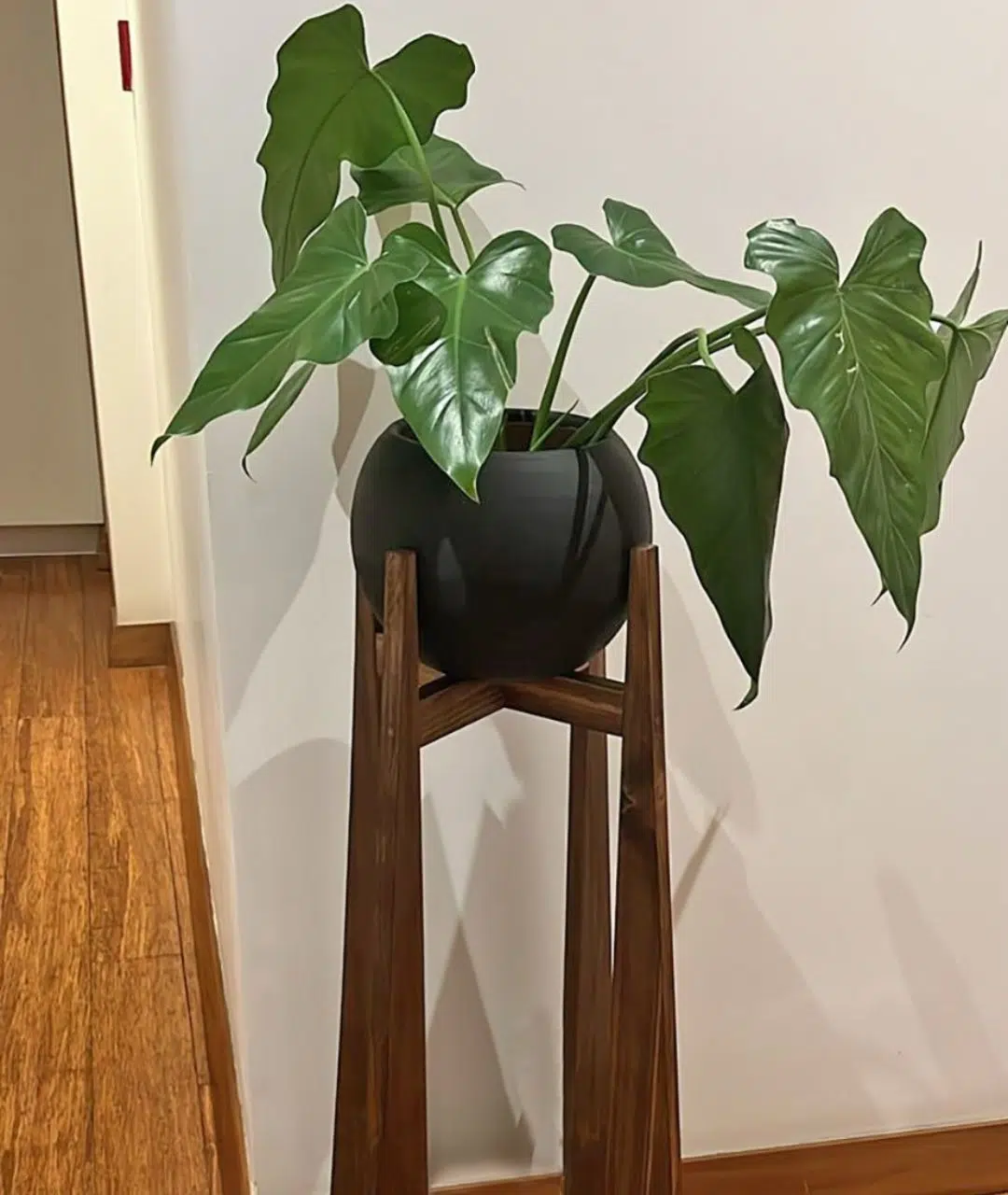 Juego Michel (Planta Filodendro + maceta arcilla + parante) | 1.40 mts