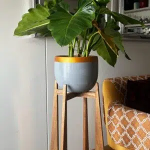 Alternative view of Juego Anglet (Planta Filodendro + maceta arcilla + parante) | 1.50 mts.