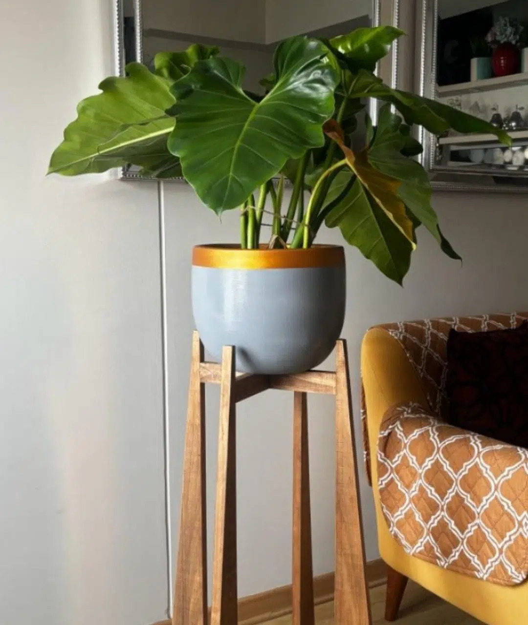 Juego Anglet (Planta Filodendro + maceta arcilla + parante) | 1.50 mts. - Imagen 2