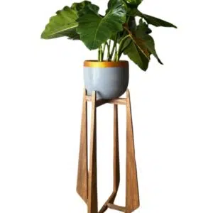 Juego Anglet (Planta Filodendro + maceta arcilla + parante) | 1.50 mts.