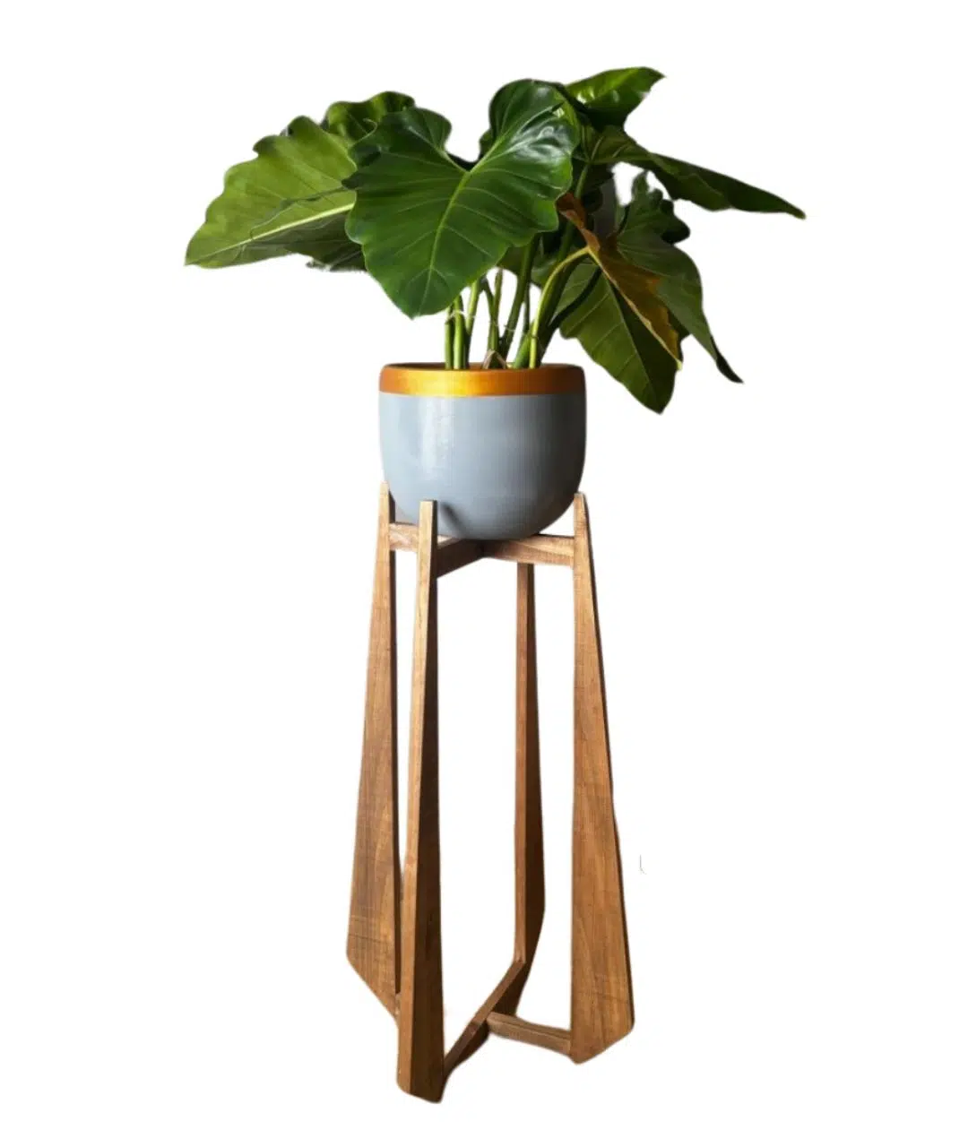 Juego Anglet (Planta Filodendro + maceta arcilla + parante) | 1.50 mts.