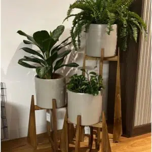 Juego Toulose (Planta Aglaonema, helecho crespo y peperonias + maceta arcilla + parante) | 1.40 mts.
