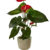 Anturio rojo | 60cms