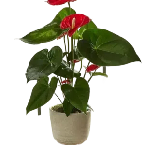 Anturio rojo | 60cms