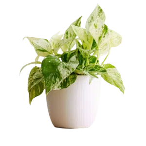 Potus Marble Queen | 18cms