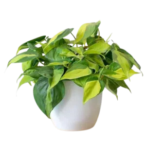 Philodendron brasiliense o boa brasilera | 12 cms