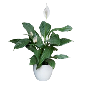 Cuna de Moisés o Spathiphyllum | 70cms.