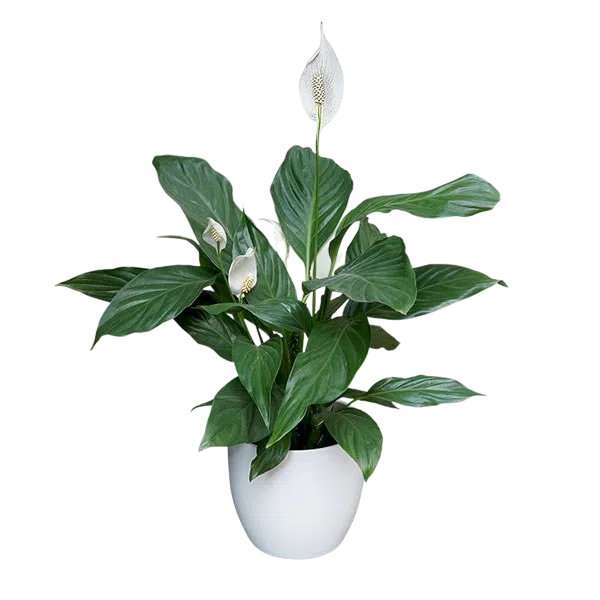 Cuna de Moisés o Spathiphyllum | 70cms.