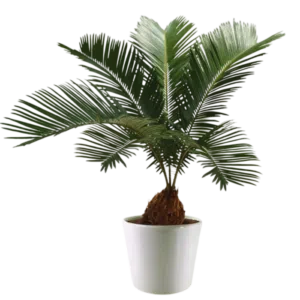 Cyca revoluta | 80cms