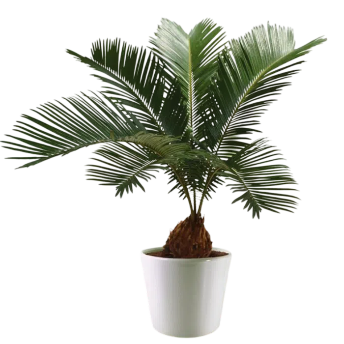 Cyca revoluta | 80cms