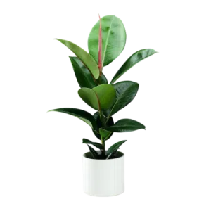 Ficus elástica | 50cms
