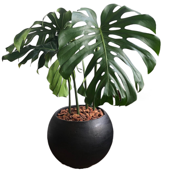 Monstera deliciosa o Costilla de Adán | 120cm