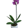 Orquídea Phalaenopsis en maceta de cerámica | 50cms