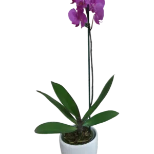 Orquídea Phalaenopsis en maceta de cerámica | 50cms