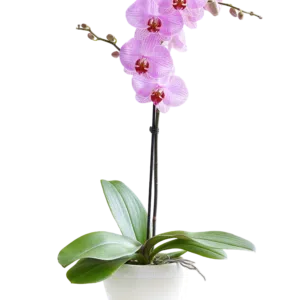 Orquídea Phalaenopsis color rosado en maceta de cerámica | 50cms