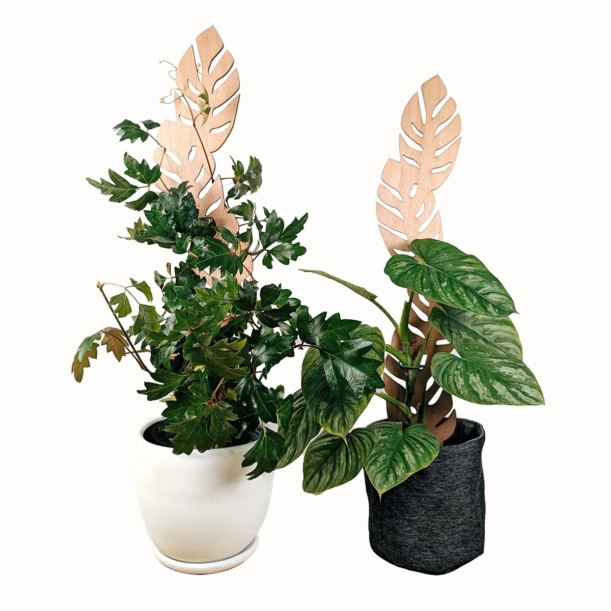 Soporte Hoja Grande-tutor/parante | 65cm - Imagen 2