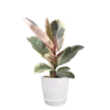 Ficus elástica rubí o tricolor | 50cms