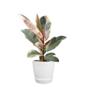 Ficus elástica rubí o tricolor | 50cms