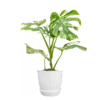 Monstera deliciosa thai constalation | 60cms