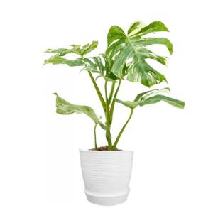 Monstera deliciosa thai constalation | 60cms