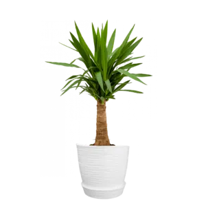 Yucca Elephantipes | 80cms