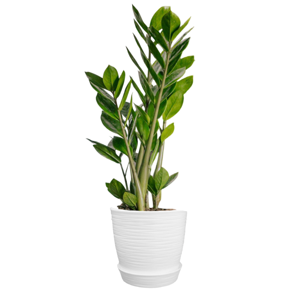 Calzini Corti Uomo Alex - Pacco Da 10-20, Cotone E Poliestere, Comodi E Senza Plastica - Foto 8