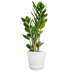 Zamioculcas zamiifolia o Planta ZZ o Millonaria o planta del dinero | 60 cms