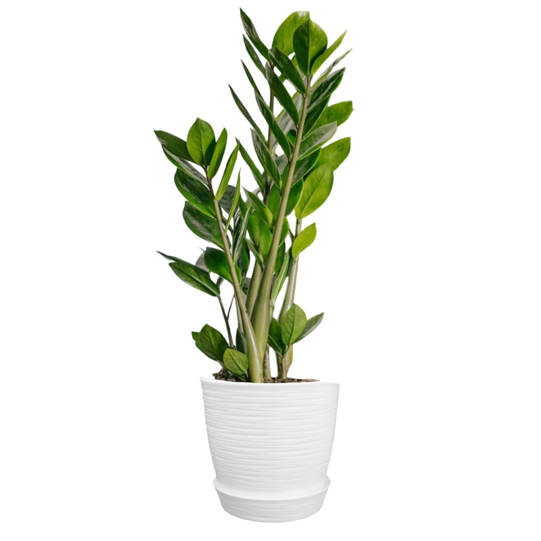 Zamioculcas zamiifolia o Planta ZZ o Millonaria o planta del dinero | 60 cms