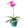 Orquídea Phalaenopsis en maceta de cerámica + porta macetero de macramé turquesa | 50cms