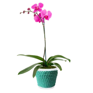 Orquídea Phalaenopsis en maceta de cerámica + porta macetero de macramé turquesa | 50cms