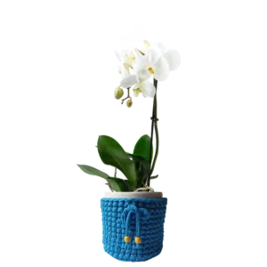 Orquídea Phalaenopsis en maceta de cerámica + porta macetero de macramé celeste | 50cms