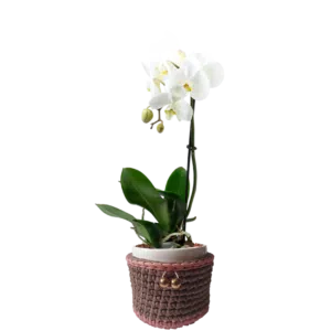 Orquídea Phalaenopsis en maceta de cerámica + porta macetero de macramé bicolor | 50cms