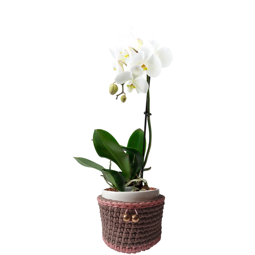 Orquídea Phalaenopsis en maceta de cerámica + porta macetero de macramé bicolor | 50cms
