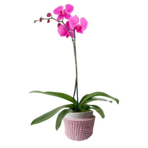 Orquídea Phalaenopsis en maceta de cerámica + porta macetero de macramé rosado | 50cms