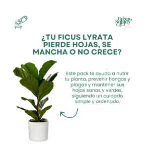 Alternative view of Pack Ficus Lyrata