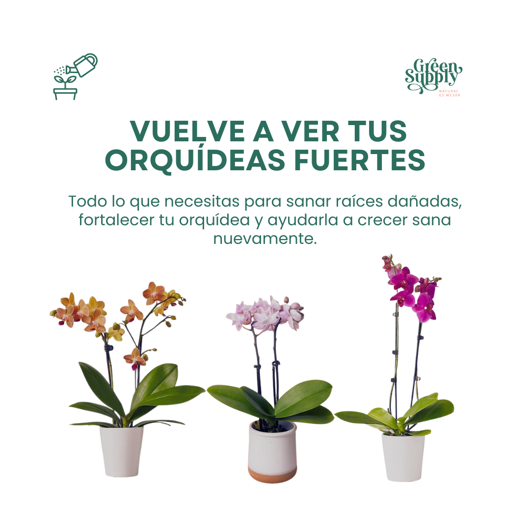 Pack Recupera tus Orquídeas - Imagen 2