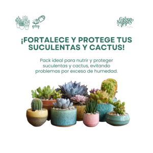 Alternative view of Pack Suculentas y Cactus