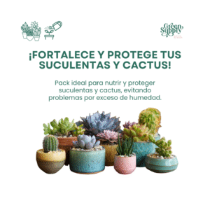 Alternative view of Pack Suculentas y Cactus
