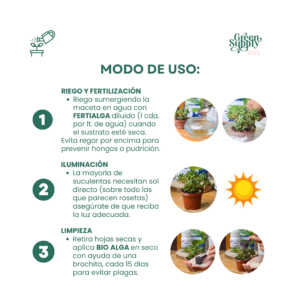Pack Suculentas y Cactus - Imagen 3