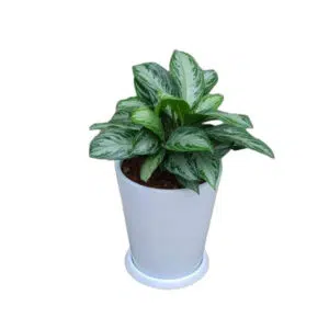 Aglonema en maceta Cono blanco | 65cm
