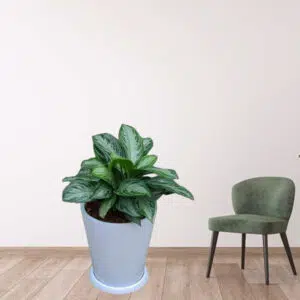 Alternative view of Aglonema en maceta Cono blanco | 65cm
