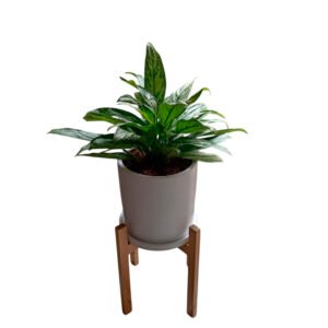 Aglaonema en maceta y pedestal | 1 mts