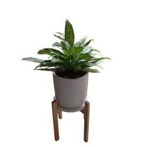 Aglaonema en maceta y pedestal | 1 mts