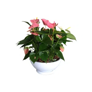 Anturio Rosado en maceta China | 30 cm.