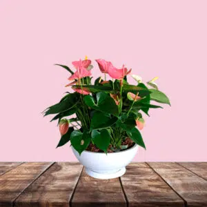 Alternative view of Anturio Rosado en maceta China | 30 cm.