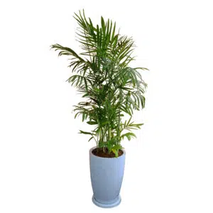 Palmera Bambu en maceta Malva Blanco | 1.60mts.